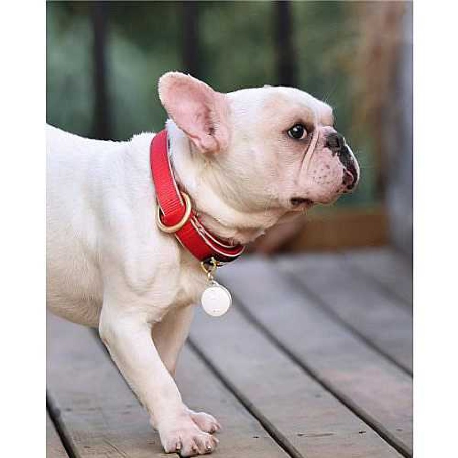 Dogness Dogness Smart Light | Pet Products